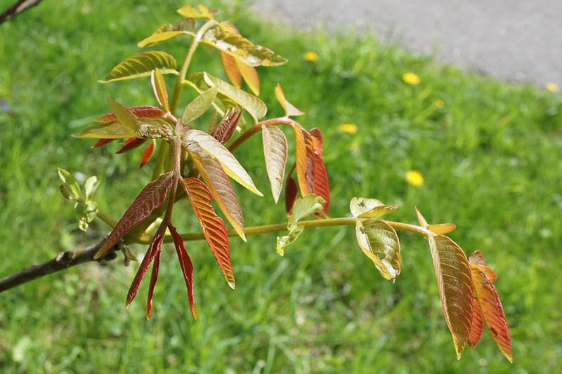 Walnut, English Walnut, Persian Walnut, European Walnut, French Walnut, Juglans regia