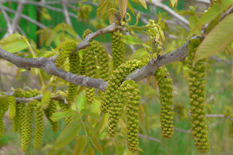 Walnut, English Walnut, Persian Walnut, European Walnut, French Walnut, Juglans regia