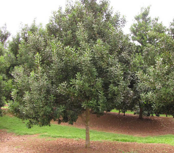 Macadamia, Macadamia nut, Queensland nut, Smooth-shelled macadamia, Bauple nut, Bush nut, Maroochi nut, Macadamia integrifolia