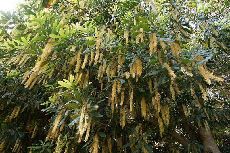 Macadamia, Macadamia nut, Queensland nut, Smooth-shelled macadamia, Bauple nut, Bush nut, Maroochi nut, Macadamia integrifolia
