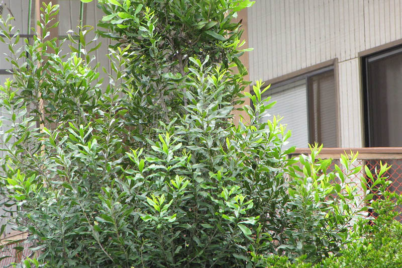 Macadamia, Macadamia nut, Queensland nut, Smooth-shelled macadamia, Bauple nut, Bush nut, Maroochi nut, Macadamia integrifolia