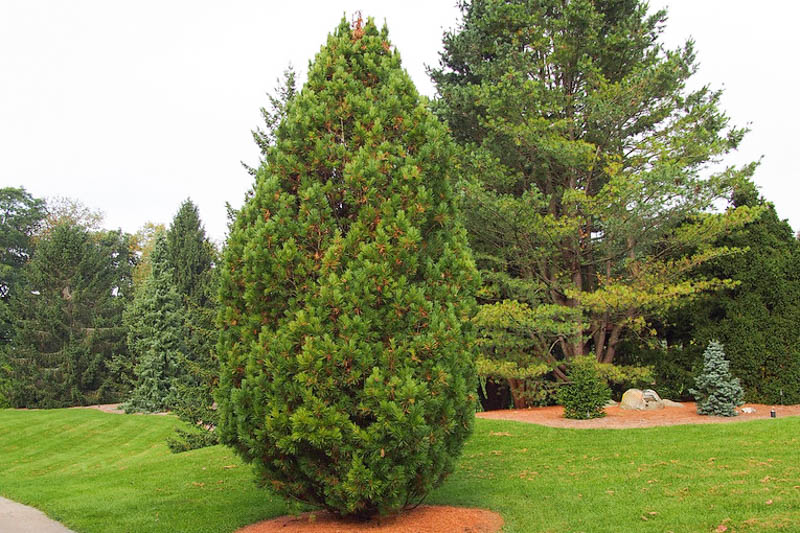 Swiss Stone Pine, Arolla Pine, Arolla Stone Pine, Cembra Pine, Zirbelkiefer, Pin Cembro, Pino Cembro, Pinus cembra