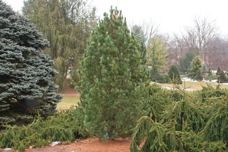 Swiss Stone Pine, Arolla Pine, Arolla Stone Pine, Cembra Pine, Zirbelkiefer, Pin Cembro, Pino Cembro, Pinus cembra