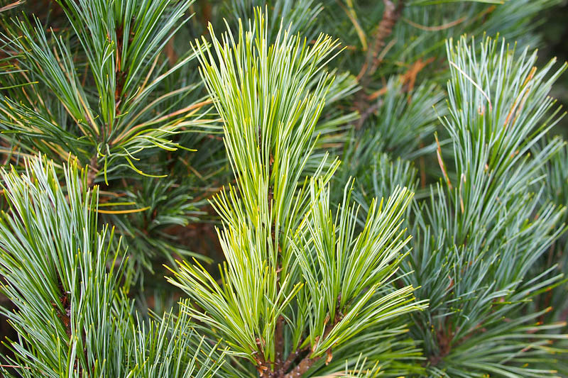 Swiss Stone Pine, Arolla Pine, Arolla Stone Pine, Cembra Pine, Zirbelkiefer, Pin Cembro, Pino Cembro, Pinus cembra