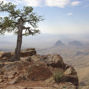 Mexican Pinyon, Mexican Pine, Pinyon Pine, Cembroides Pine, Pinus cembroides