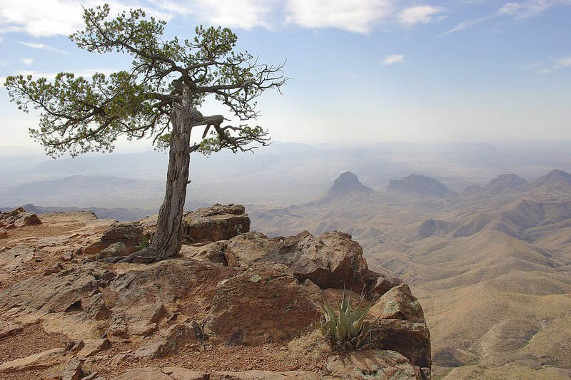 Mexican Pinyon, Mexican Pine, Pinyon Pine, Cembroides Pine, Pinus cembroides
