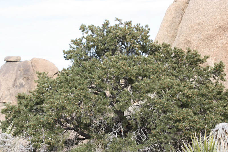 Singleleaf Pinyon, Singleleaf Pinyon Pine, Pinyon Pine, One-Leaf Pinyon, One-Leaf Pine, Pinus monophylla