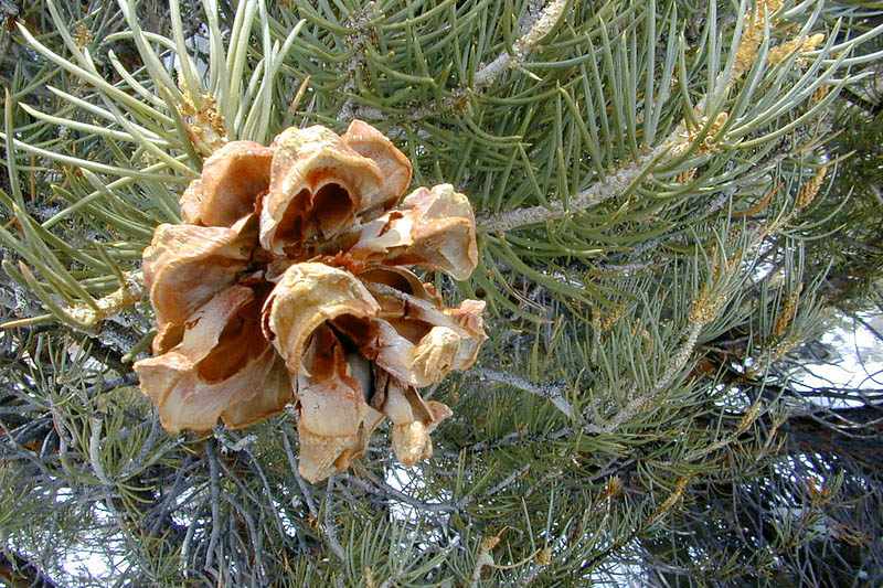 Singleleaf Pinyon, Singleleaf Pinyon Pine, Pinyon Pine, One-Leaf Pinyon, One-Leaf Pine, Pinus monophylla