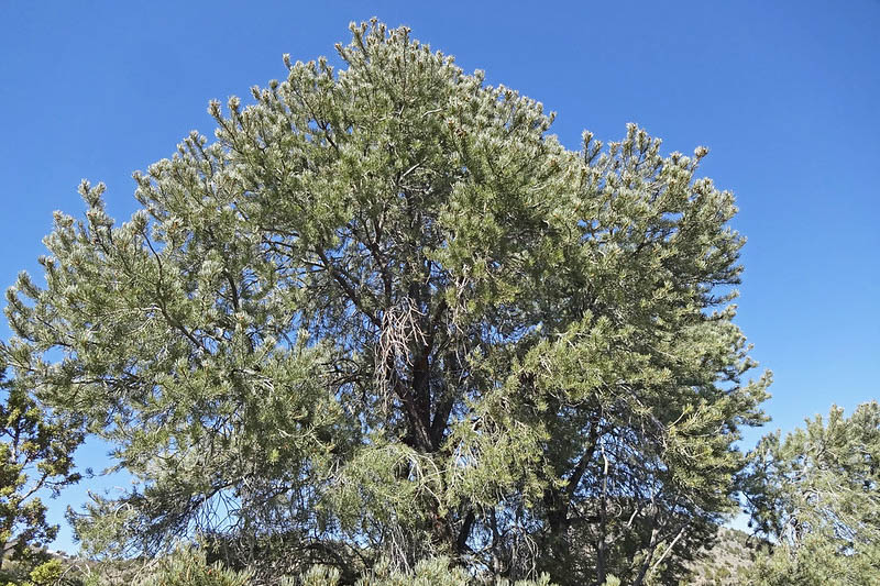 Singleleaf Pinyon, Singleleaf Pinyon Pine, Pinyon Pine, One-Leaf Pinyon, One-Leaf Pine, Pinus monophylla