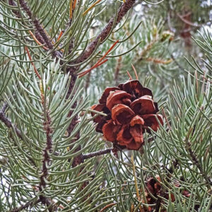 Singleleaf Pinyon, Singleleaf Pinyon Pine, Pinyon Pine, One-Leaf Pinyon, One-Leaf Pine, Pinus monophylla