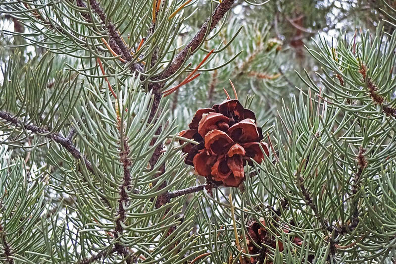 Singleleaf Pinyon, Singleleaf Pinyon Pine, Pinyon Pine, One-Leaf Pinyon, One-Leaf Pine, Pinus monophylla