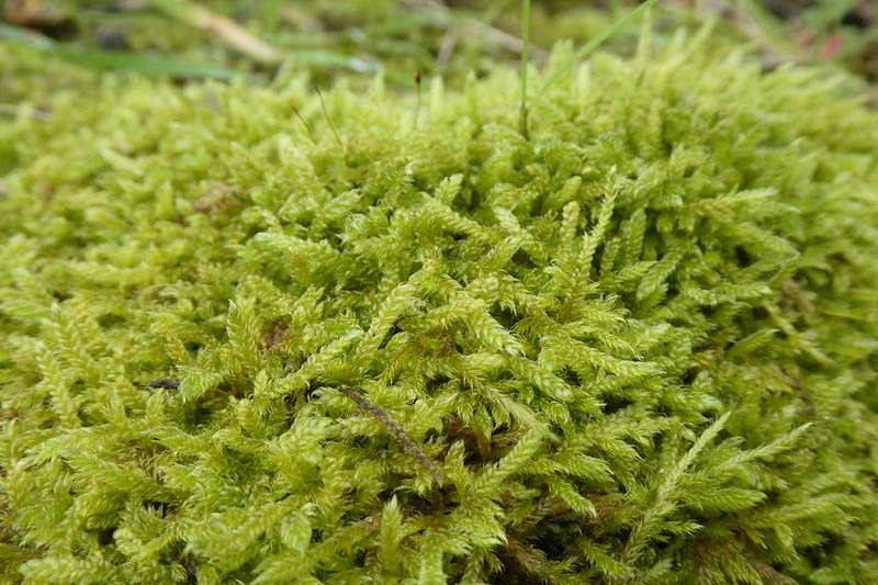 Cypress-leaved Plait-moss, Cypress-leaved Moss, Hypnum Moss, Carpet Moss, Hypnum Cupressiforme, Groundcover
