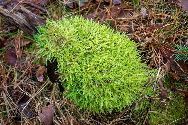 Cypress-leaved Plait-moss, Cypress-leaved Moss, Hypnum Moss, Carpet Moss, Hypnum Cupressiforme, Groundcover