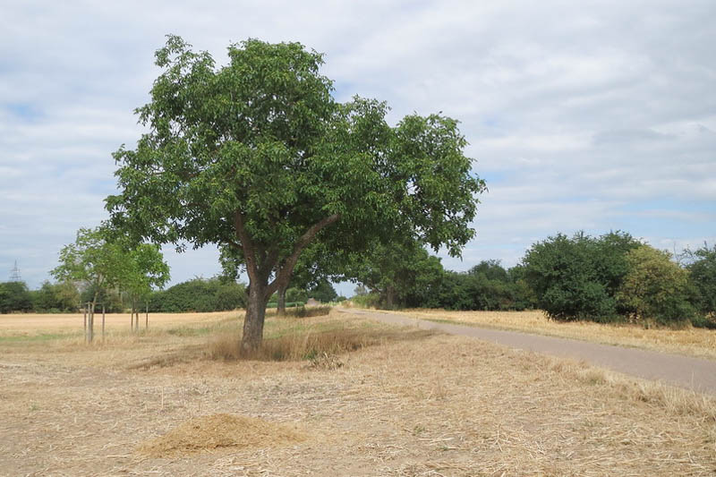 Walnut, English Walnut, Persian Walnut, European Walnut, French Walnut, Juglans regia