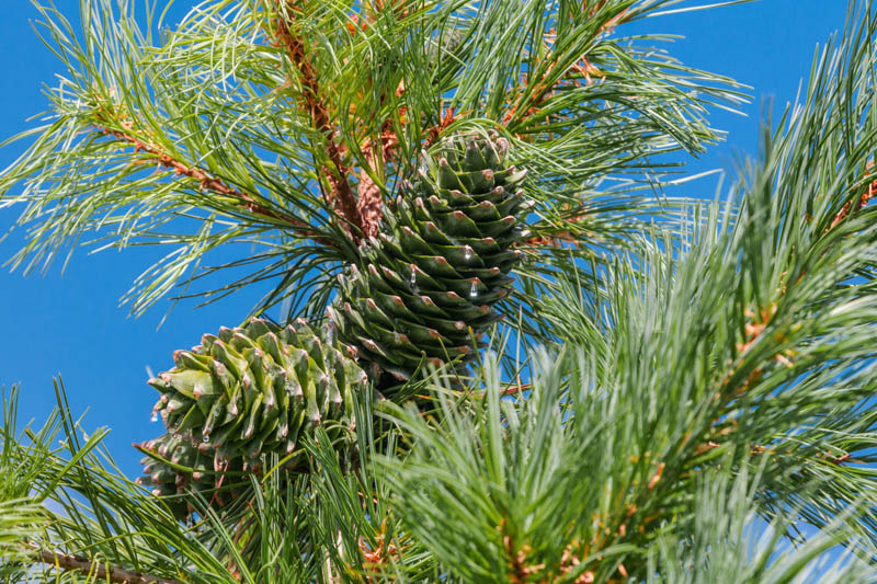 Korean pine, Chinese pinenut, Korean nut pine, Chinese pine nut,
Channamu,Hong song, Pinus koraiensis