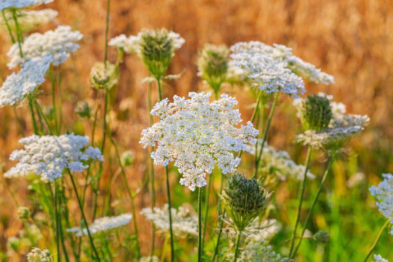 Caraway, Meridian Fennel, Persian Cumin, Carum Carvi.
