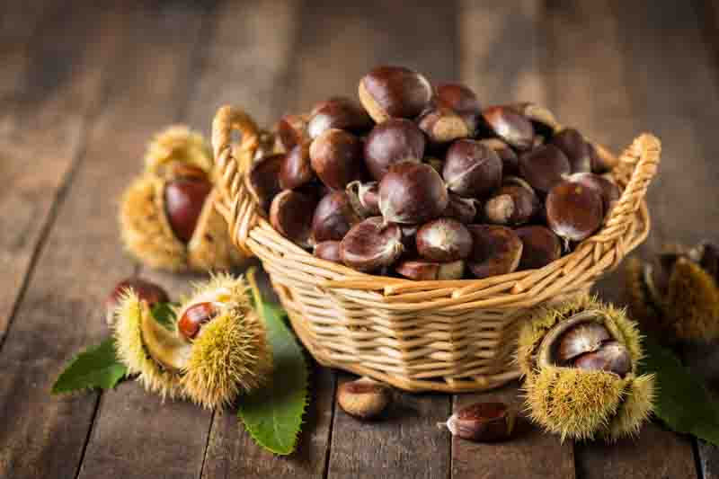 Chestnut, Chestnuts, Nut, Nuts, Castanea