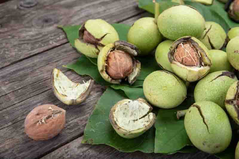Walnut, English Walnut, Persian Walnut, European Walnut, French Walnut, Juglans regia