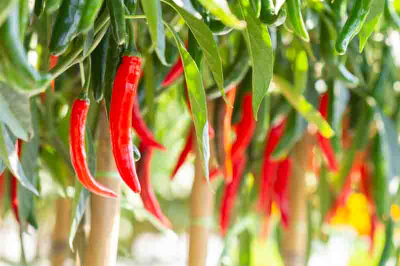 Cayenne, Cayenne Pepper, Guinea Pepper, Bird Pepper, Red Pepper, Cow-horn Pepper, Aleva Pepper, Finger Chili, Capsicum annuum