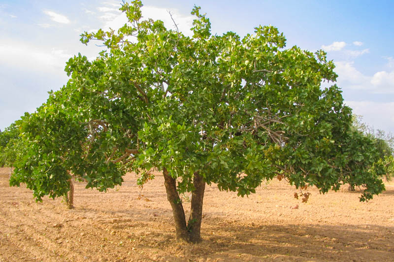 Pistachio, Pistachio Tree, Nuts, Edible Nuts, Pistacia vera,