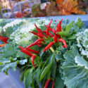 Pepper, Capsicum annuum