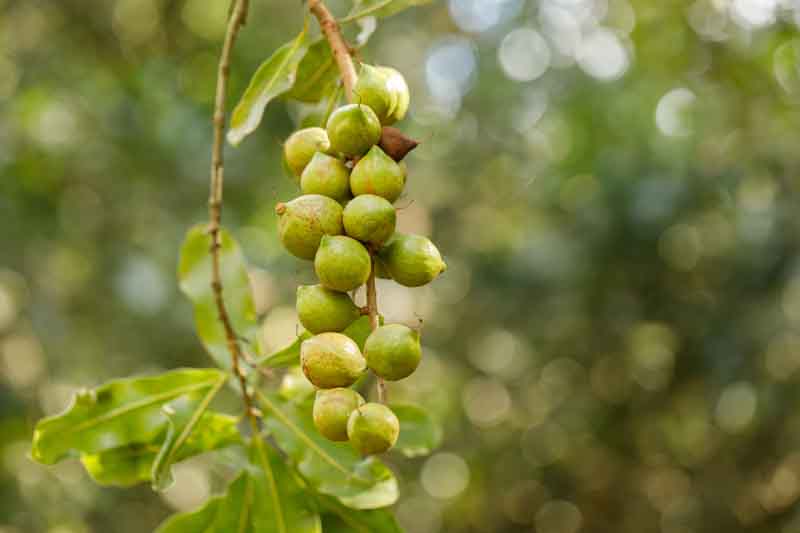 Macadamia, Macadamia nut, Queensland nut, Smooth-shelled macadamia, Bauple nut, Bush nut, Maroochi nut, Macadamia integrifolia