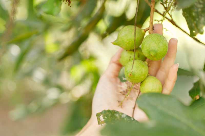 Macadamia, Macadamia nut, Queensland nut, Smooth-shelled macadamia, Bauple nut, Bush nut, Maroochi nut, Macadamia integrifolia