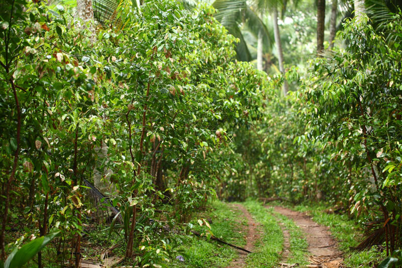 Cinnamon, Ceylon Cinnamon, True Cinnamon, Sri Lanka Cinnamon, Cinnamon Tree, Cinnamomum verum