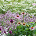 Anise, Aniseed, Common Anise, Sweet Cumin, Anis, Anis Vert, Anise Plant
