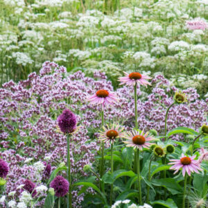 Anise, Aniseed, Common Anise, Sweet Cumin, Anis, Anis Vert, Anise Plant