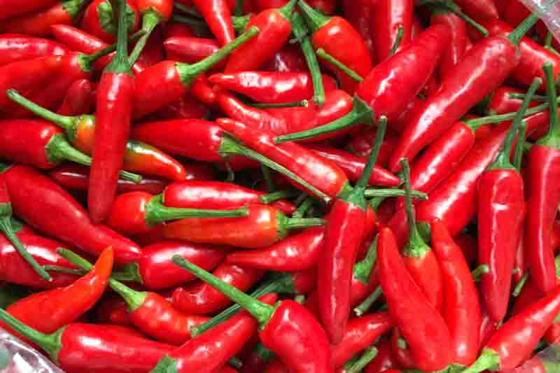Cayenne, Cayenne Pepper, Guinea Pepper, Bird Pepper, Red Pepper, Cow-horn Pepper, Aleva Pepper, Finger Chili, Capsicum annuum