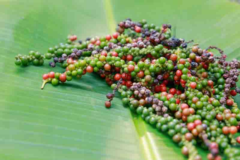 Black Pepper, White Pepper, Green Pepper, Red Pepper
