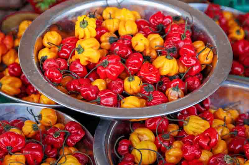 Habanero, Habanero Pepper, Habanero Chili, Capsicum Chinense