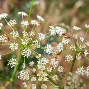 Anise, Aniseed, Common Anise, Sweet Cumin, Anis, Anis Vert, Anise Plant