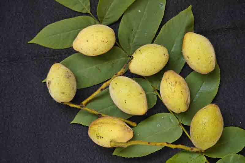 Butternut, White Walnut, Lemon Nut, Oil Nut, Juglans cinerea