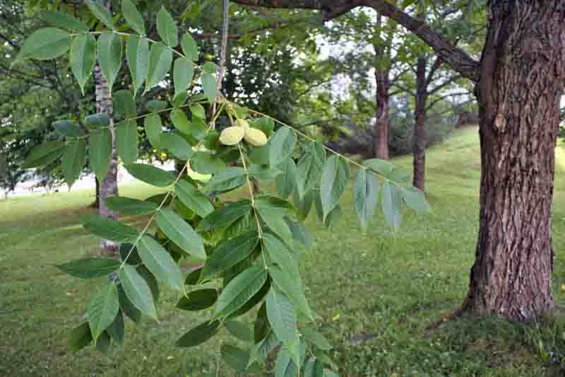 Butternut, White Walnut, Lemon Nut, Oil Nut, Juglans cinerea