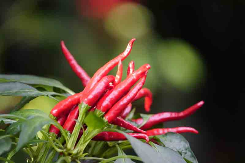 Cayenne, Cayenne Pepper, Guinea Pepper, Bird Pepper, Red Pepper, Cow-horn Pepper, Aleva Pepper, Finger Chili, Capsicum annuum
