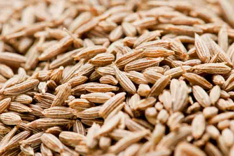 Cumin, Common Cumin, Jeera, Indian Cumin, Cuminum Cyminum