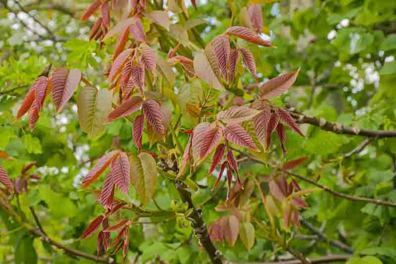 Walnut, English Walnut, Persian Walnut, European Walnut, French Walnut, Juglans regia