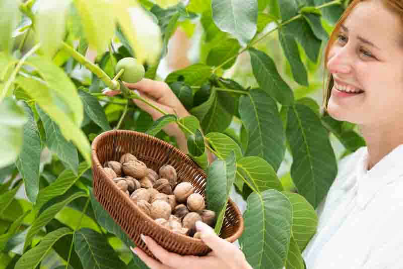 Walnut, English Walnut, Persian Walnut, European Walnut, French Walnut, Juglans regia