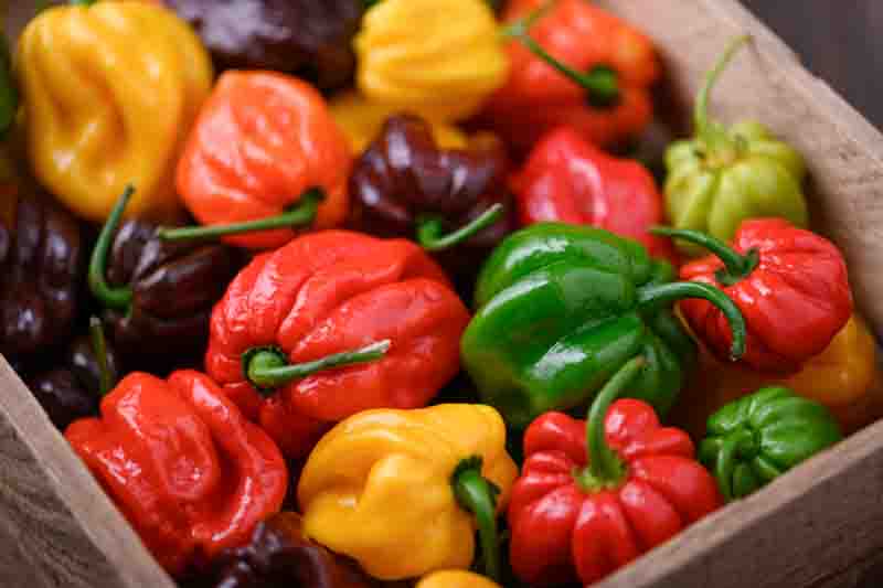 Habanero, Habanero Pepper, Habanero Chili, Capsicum Chinense