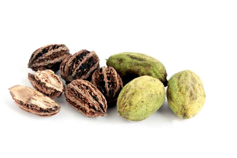 Butternut, White Walnut, Lemon Nut, Oil Nut, Juglans cinerea