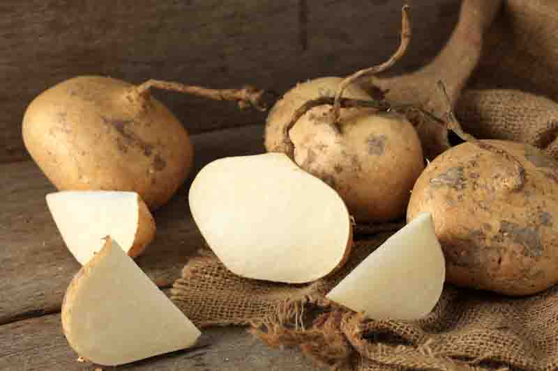 Jicama, Yam bean, Mexican turnip, Mexican potato, Chinese turnip, Saa got, Bang kuang, Sengkuang, Chop suey bean, Singkamas, Mexican yam, Jicama de agua, Jicama de leche, Pachyrhizus erosus
