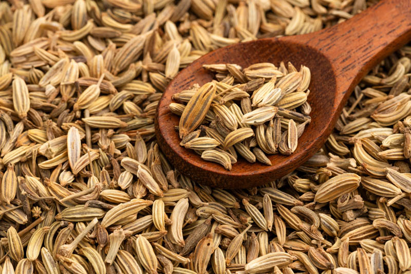 Fennel, Sweet Fennel, Florence Fennel, Common Fennel, Saunf, Aniseed Weed, Roman Fennel, Bitter Fennel