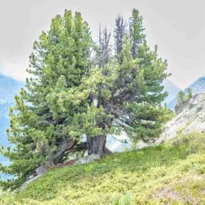 Swiss Stone Pine, Arolla Pine, Arolla Stone Pine, Cembra Pine, Zirbelkiefer, Pin Cembro, Pino Cembro, Pinus cembra