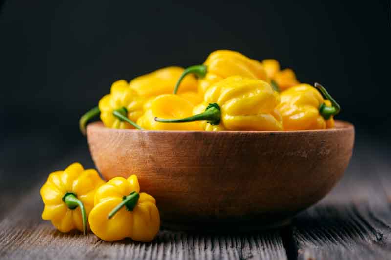 Habanero, Habanero Pepper, Habanero Chili, Capsicum Chinense