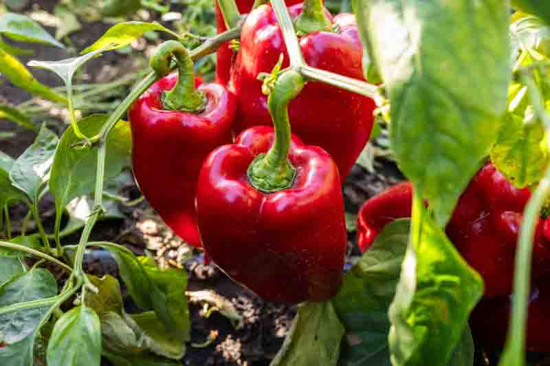 Bell Pepper, Capsicum, Capsicum annuum, Capsicum annuum var. annuum, Green Pepper, Red Pepper, Sweet Bell Pepper, Sweet Pepper, Yellow Pepper