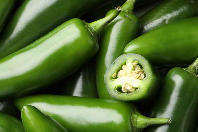 Jalapeno, Jalapeño, Jalapeño Pepper, Jalapeño Chili, Chile Jalapeño, Capsicum annuum var. annuum