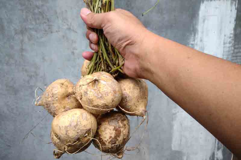Jicama, Yam bean, Mexican turnip, Mexican potato, Chinese turnip, Saa got, Bang kuang, Sengkuang, Chop suey bean, Singkamas, Mexican yam, Jicama de agua, Jicama de leche, Pachyrhizus erosus