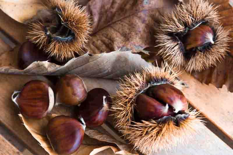 Chestnut, Chestnuts, Nut, Nuts, Castanea